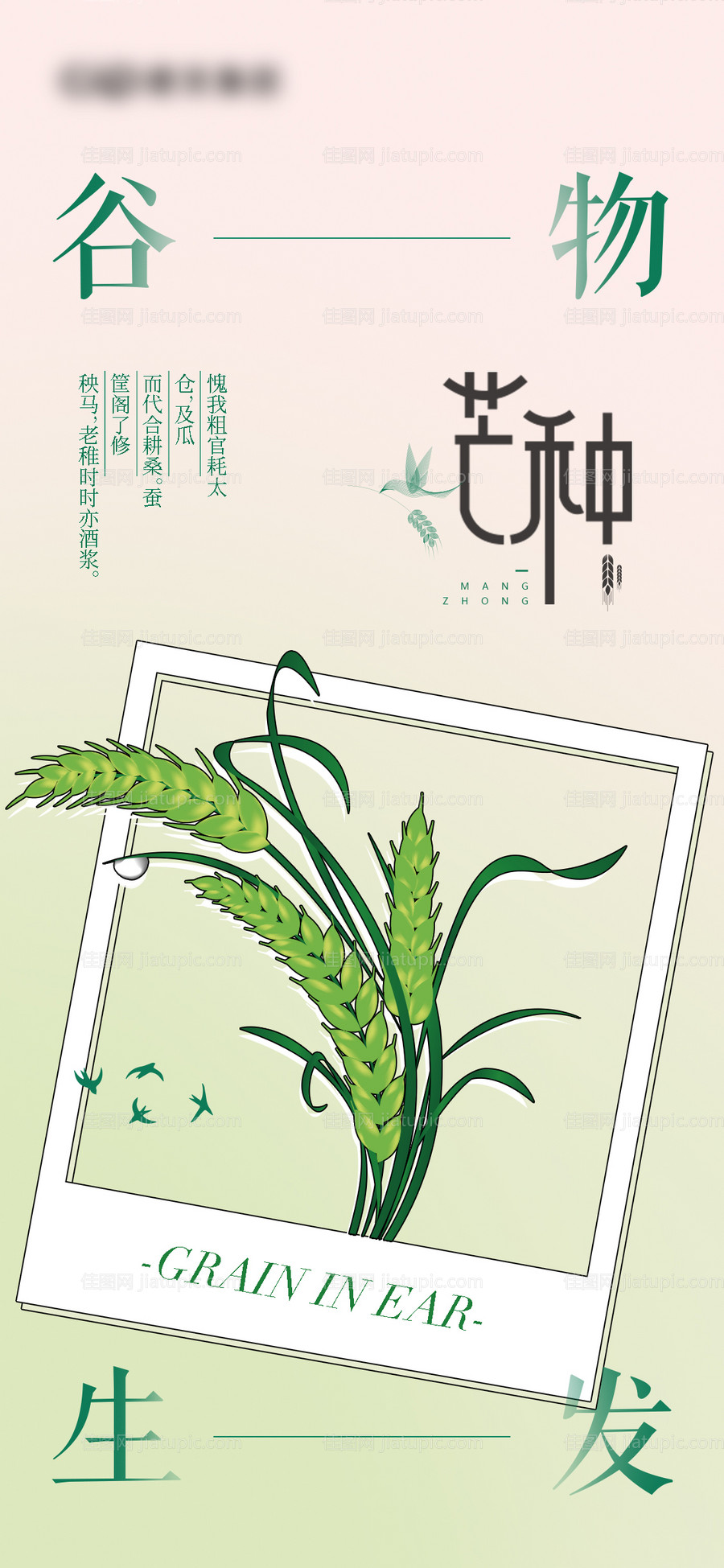 芒种节气海报-源文件