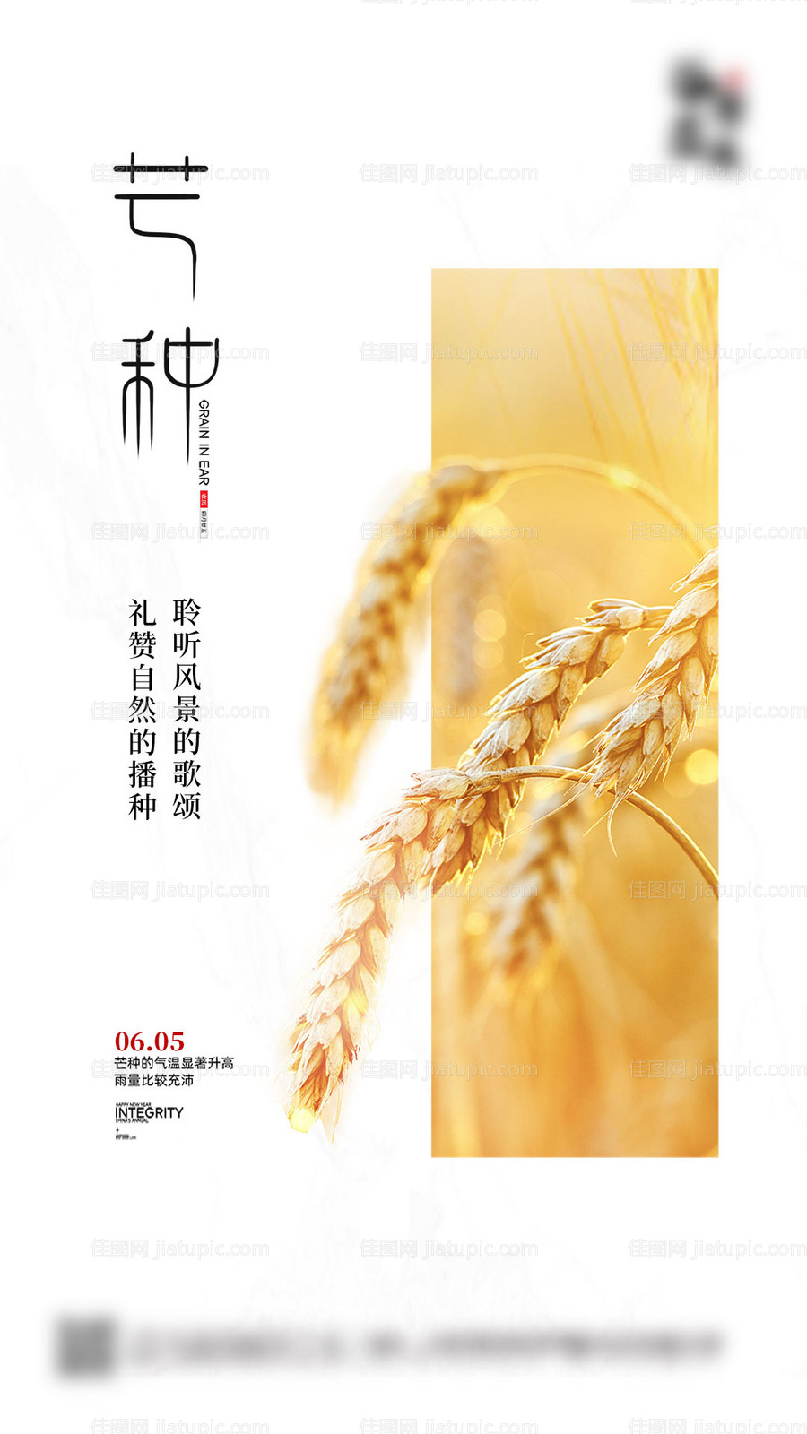 芒种节气海报-源文件