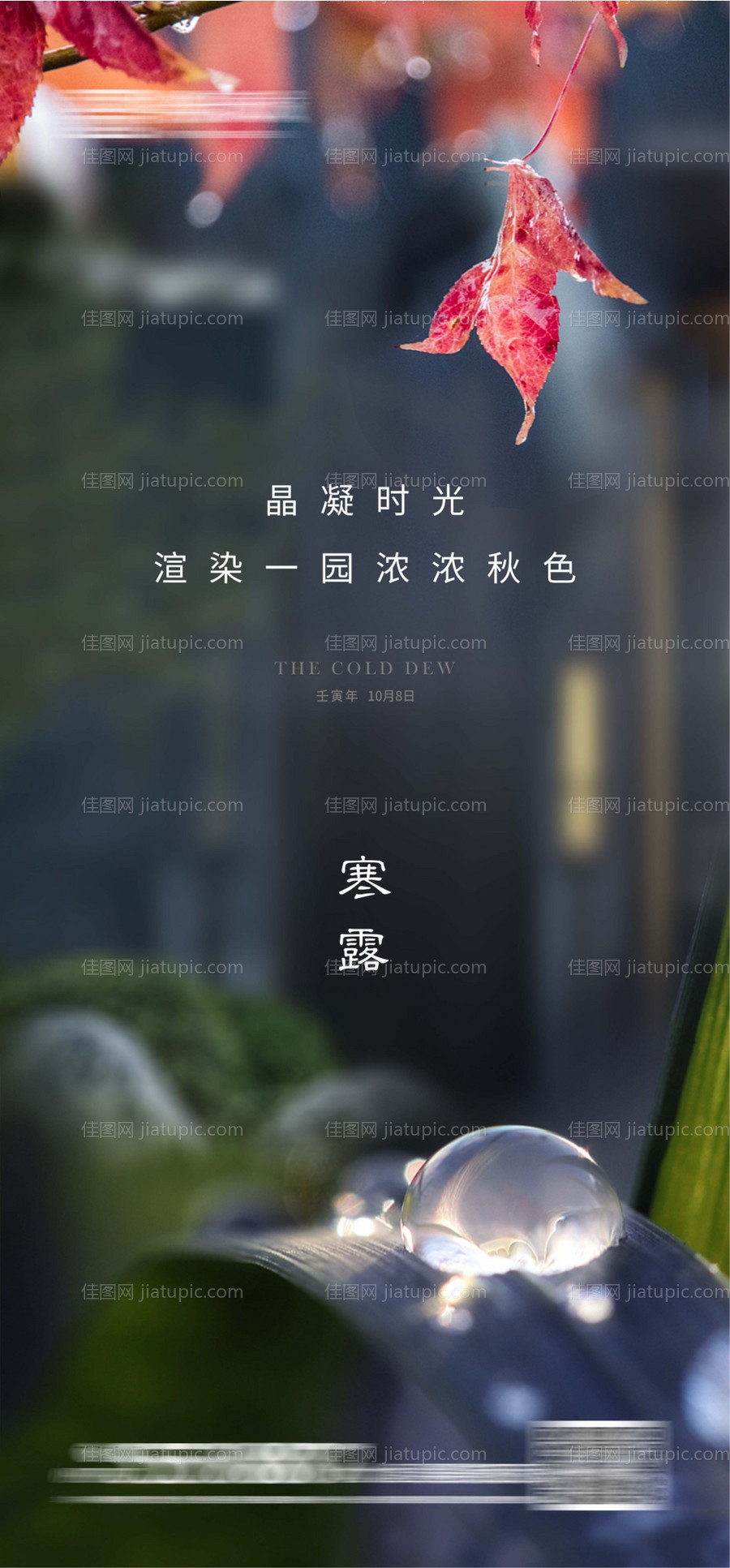 寒露节气海报-源文件